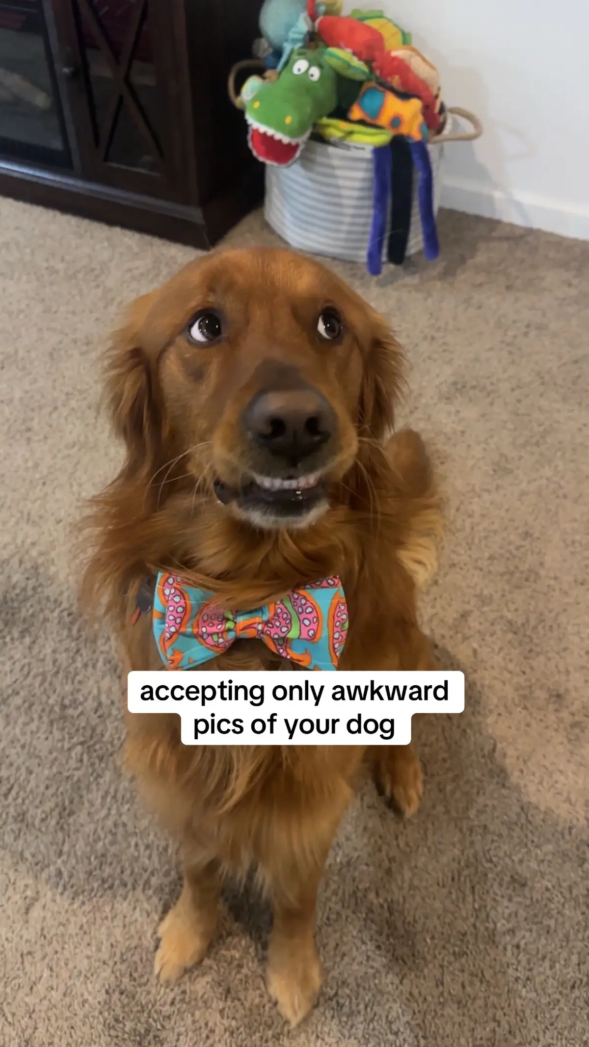 this is the trend for tucker #fyp #foryoupage #goldenretriever #dogsoftiktok 