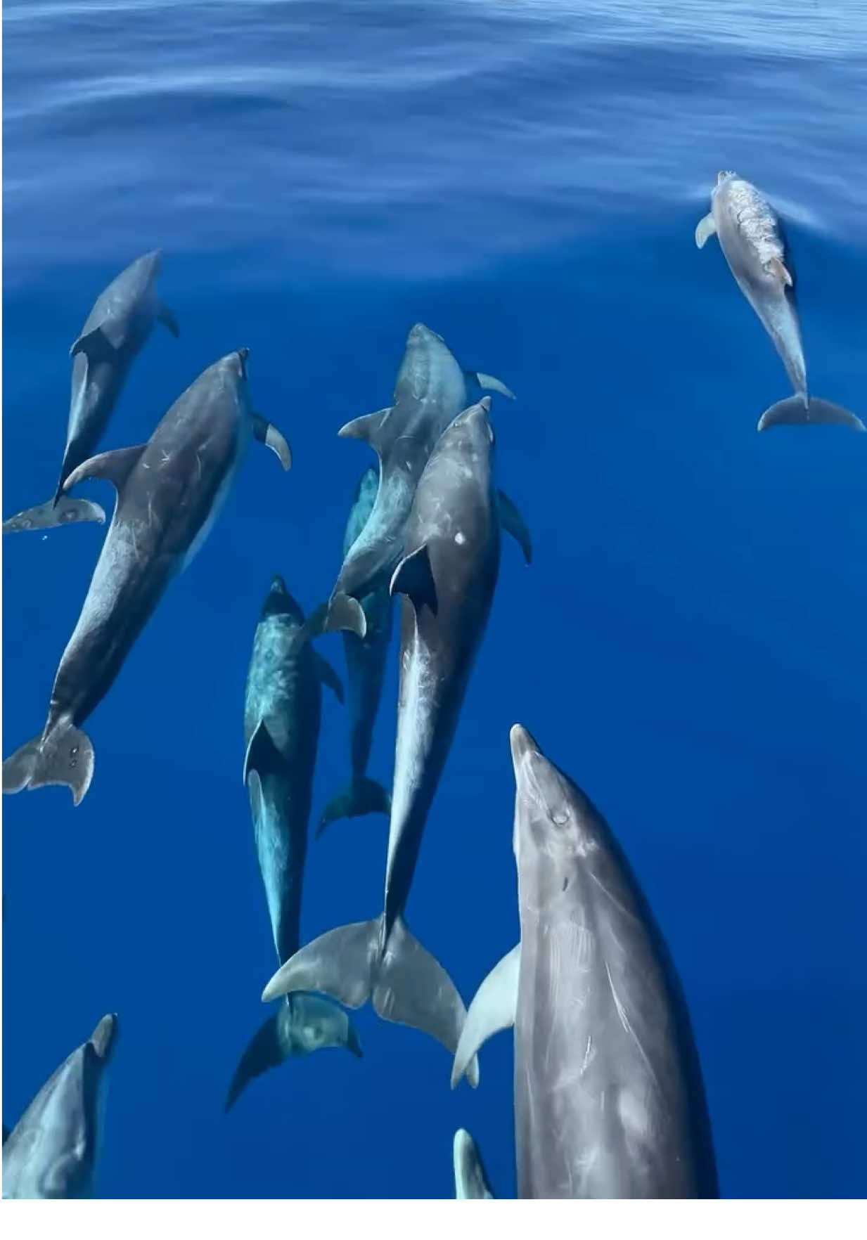 The ultimate Lord Howe Island tour guides 🐬   🎥 : @evanfawell  📍: @Lord Howe Island Tourism, @New South Wales  #SeeAustralia #ComeAndSayGday #FeelNSW #VisitordHoweIsland #OceanTok ID: A pod of dolphins swimming towards a distant sea stack at the bow of a boat in clear blue water.