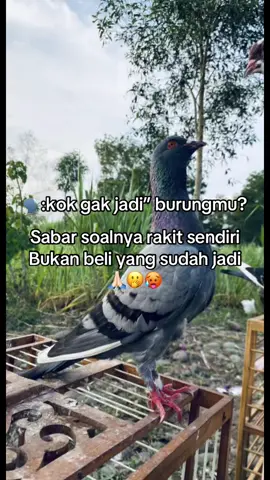 #merpatilovers #merpatikolongbebas #merpatibalapindonesia #bismillahfyp #fyppppppppppppppppppppppp 