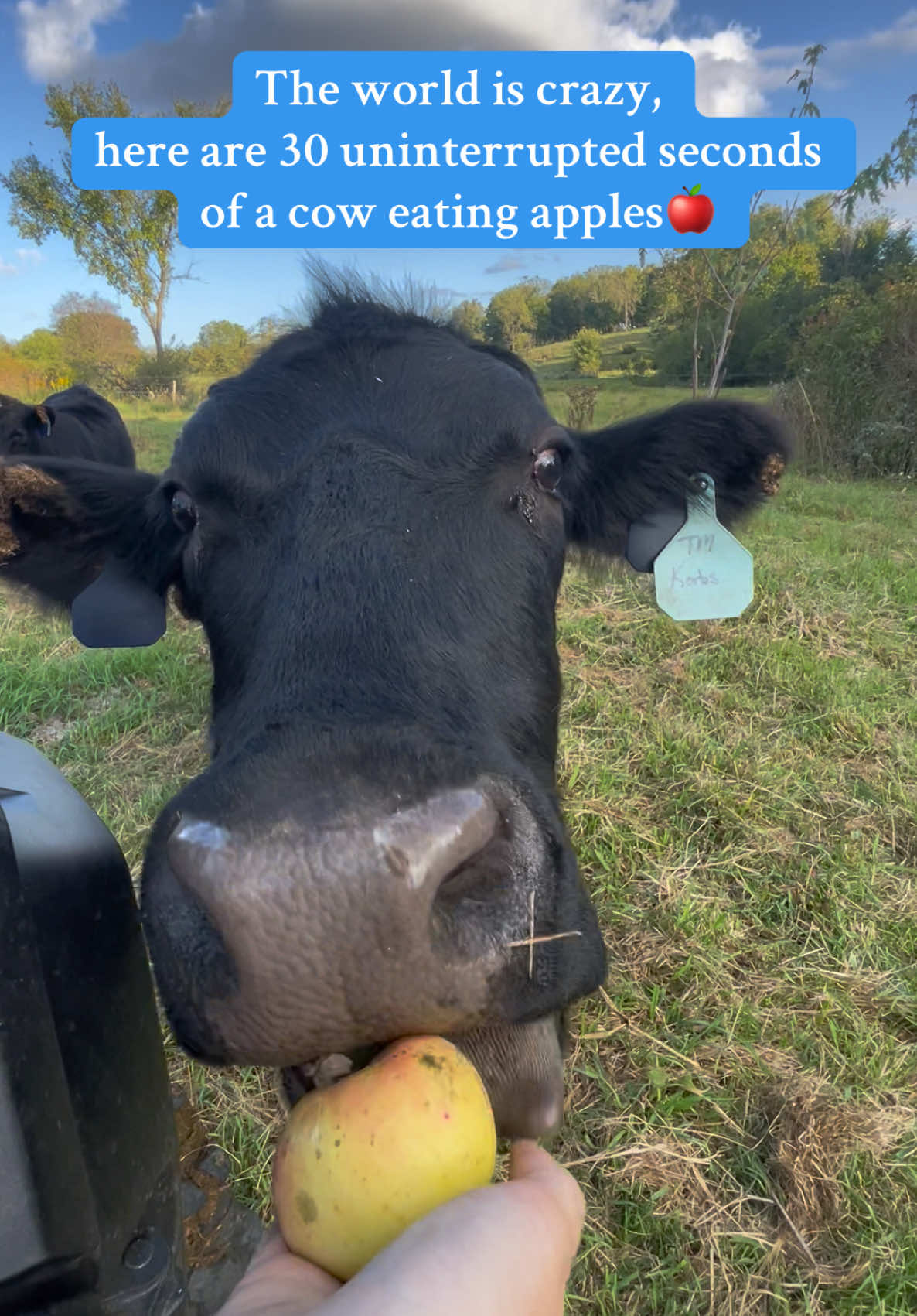 Sunny skies & pasture puppies— doesn’t get much better🍎🌾🐮  #fyp #cows #wisconsin 
