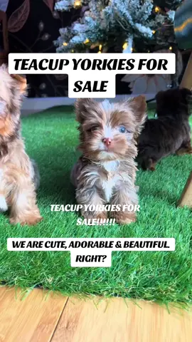 The 3 musketeers are looking for a new home? do you have space for us please 🥺 #fentysuperbrandday #yorkie #cute #beauty #trending 