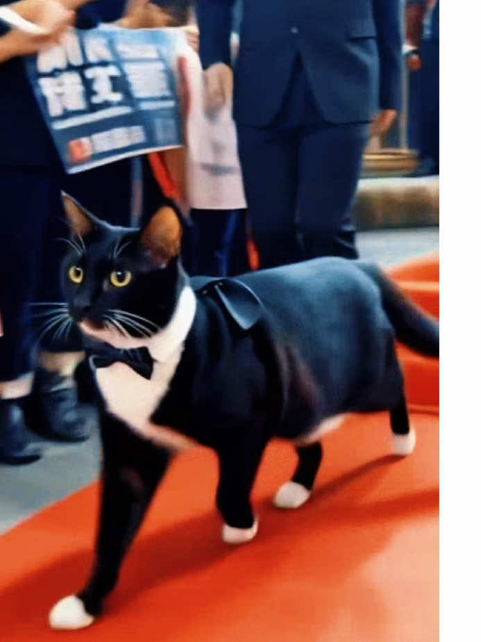 #catsoftiktok #tuxiesoftiktok 