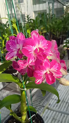 #dendrochop_BullĐP  Chào ngày mới.Chúc đại gia đình top top vui vẻ năng động tràn đầy năng lượng 🥰💞❤️ #xuhuongtiktok2025❤️🌈  #vuivemoingay❤️  #thinhhanhtiktok  #lovetiktok💗 