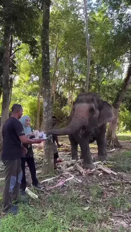Pek nak makan cake Birthday😄 Abot x nak sbb merajuk lama x jumpa dia ❤️ #fypp #fyp #fyppppppppppppppppppppppp #fypシ゚ #fyppp #fypシ゚viral🖤tiktok #fypシ #viral #viralvideo #viraltiktok #gajah #gajahdenak #elephant #elephants #anak #anakgajah #gajahviral #elephantlover #animal #animals #animalsoftiktok #baby #babylove #babytiktok #sweet #sweets #sweetmoments #beautiful #Love #loveyou #lovestory #thank #thankyou #thanks #terimakasih #alhamdulillah #alhamdulillah❤️ #qtime #qtimewithmybaby #rindu #miss #missyou #❤️ #anakkesayangan #anakmama #babycomel #memories #babygirl #babyelephant #kesayanganrakyatmalaysia #kesayangan #kenangan #yourethebest #iloveyou #ilove #anakmanja #cute #cutebaby #cuteanimals #cuteelephant #happy #always #alwaysandforever #together #togetherforever #malaysia #2025 #happybirthday #happy 