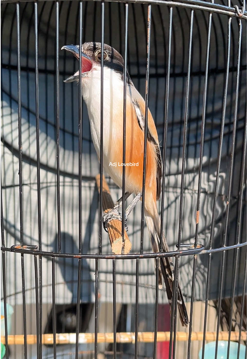 Berjemur #burung #cendet #cendetgacorr #bird #fyp 