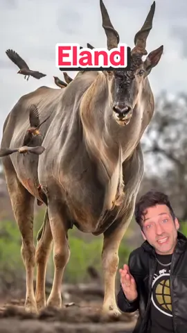 Meet the Eland 👀 #eland 