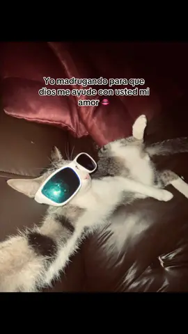 Yo madrugando para que dios me ayude con usted mi amor 👄 #fyp #gatostiktok #amorgatos #Viral #paratiiiiiiiiiiiiiiiiiiiiiiiiiiiiiii 