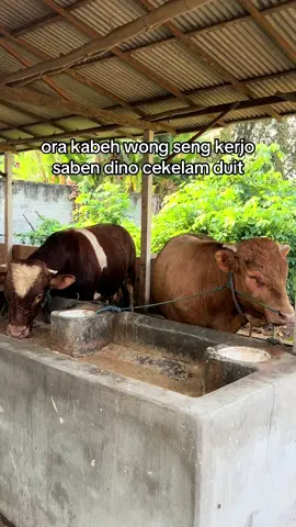 ready sapi P.NOL #sapijayafarm #sapi #4u #fyp #tulungagung24jam 