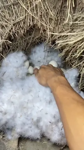 CARA PAKAI: 2 sendok premix petelur + 1-2kg bekatul/dedak (cukup diaduk) berikan ke entok setiap sore 1× sehari  #entokjumbo #panentelur  #fyppeternak #peternakentok 