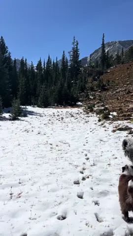 A quick afternoon trip to higher elevation to introduce Delilah to snow before Tuesday’s storm melts away! 