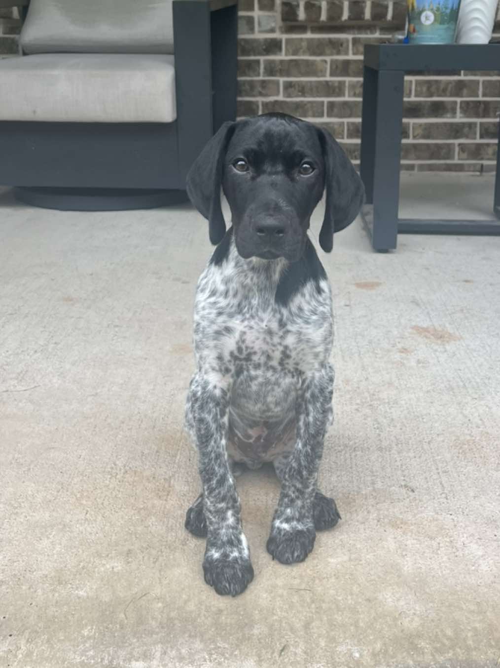 The goodest boy!!! Argos is learning so quickly at 9 weeks old!! #DogTraining #puppy #gsp #puppytraining #dog 