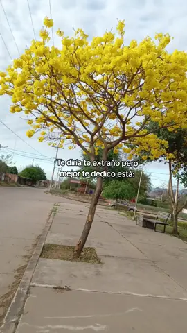 💛 siempre temazoo, nunca indirecta #purocontenido #villamontes_tarija_bolivia🇧🇴 #lapachos #negropalma #paratiiiiiiiiiiiiiiiiiiiiiiiiiiiiiii 