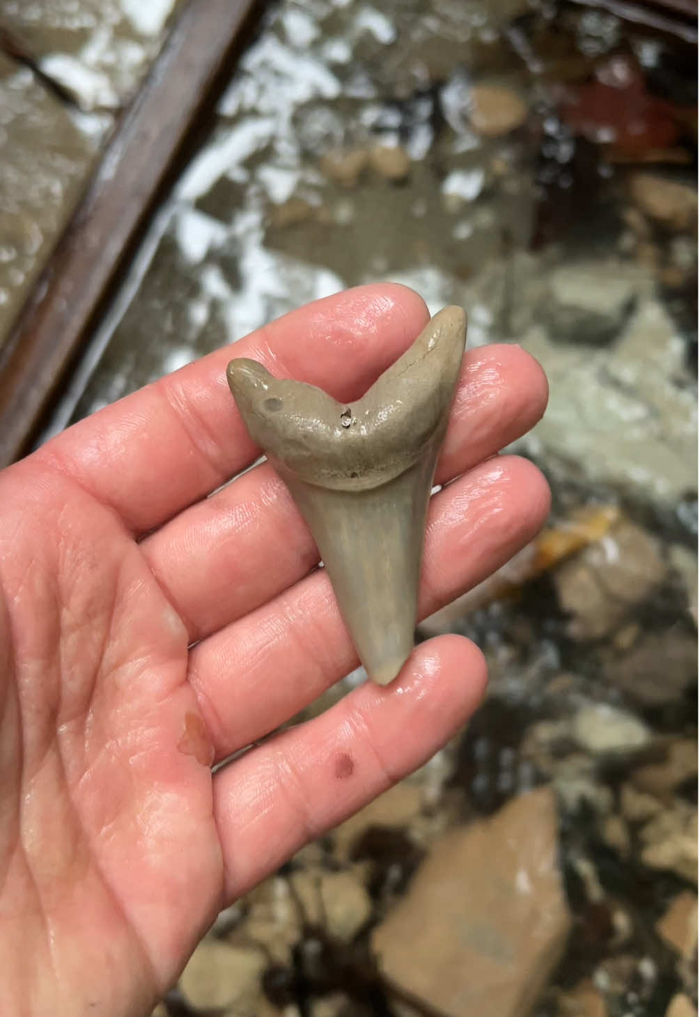 #fossil #shark #dinosaur #treasure #treasurehunt 