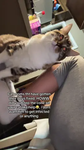 Im STRESSED and its only day 2 like omg😭 #fy #catsoftiktok 