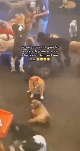 He’s definitely not the most social  guy 😭 #shibainu #shiba #dogsofttiktok #doggydaycare 