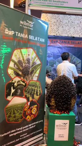 Dxp Tania selatan😍🌴#bibitunggul #wilmar #petanisawit #kulisawit #pejuangtbm 