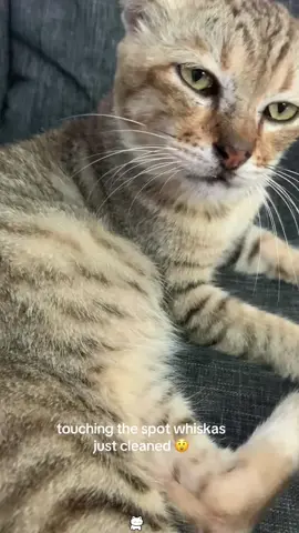 Cats also have OCD🐱😂😂#cat #funnycat #catsoftiktok #usa🇺🇸 #tiktok 