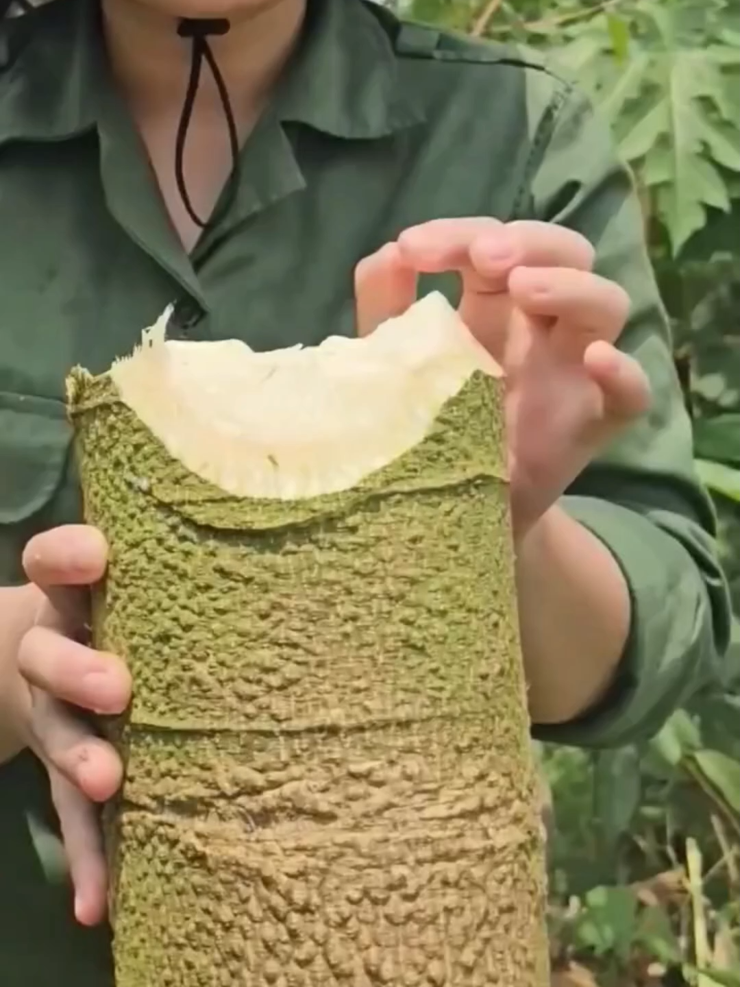 USOS SORPRENDENTES DEL TALLO DE PAPAYA 🌱🥗 No solo la fruta es valiosa: sus tallos se pelan, limpian y cocinan como verdura, incluso con carne. Además, los pequeños se recolectan para la industria farmacéutica. #Papaya #CocinaTradicional #SaludNatural #Superalimento #AgriculturaSostenible #SaboresDelMundo