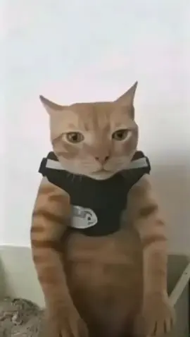 L FOR CAT #kamin #cukurukukkugeruk #kucing 