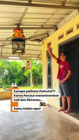 Apa yang kamu suka dari Perkutut? #perkutut #perkututlokal #perkututgacor #vibes #fyppppppppppppppppppppppp 