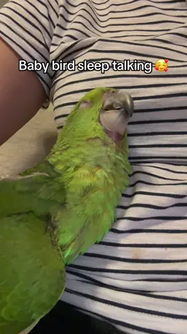 Baby Brody talking in his sleep 😴 what do you think he is dreaming about? #babybird #parrot #amazonparrot #talkingbird #sleeptalking 