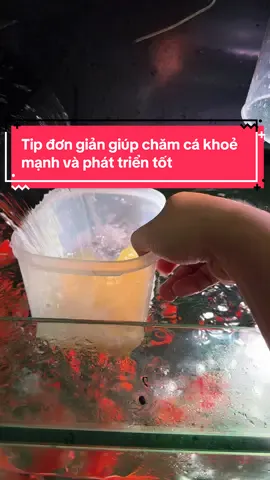 Tip để chăm cá dễ dàng và phát triển tốt đã được mình kiểm chứng trong nhiều năm #tuấnmêcá #vitamincchoca #khoangchocacanh #vitamincsuperprotect #vitaminkhoangchocacanh 