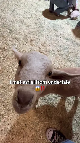 #undertale #asrieldreemurr #fair