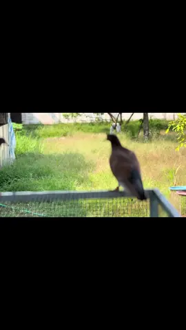 #sevenninebf  #spiritofvictory  #flytowin  #alwaysbisa  #merpatikolongbebas 