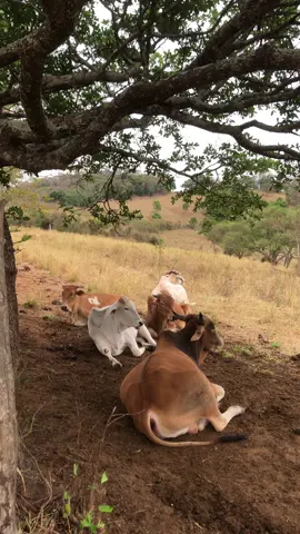 GENTE, TEM DE TUDO NESSE CAMINHO MEU POVO 🥰#caminhodafé #casaldaaventura #roça #sitio #estrada 