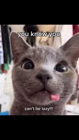 KITTIES!!!                                                      #cookingbythebook #car #silly #ilovecats #edit #xyzbca #trending #viral 