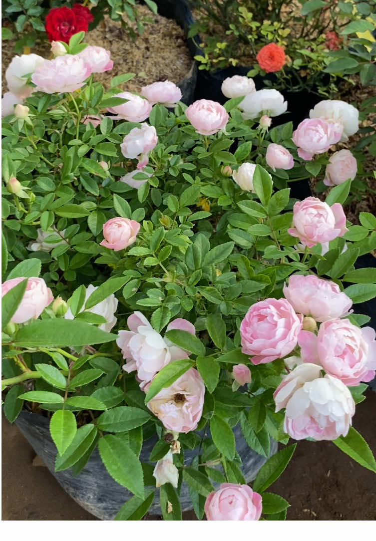 Indukan Mawar #mawar #fyp #fypシ゚viral #fyppppppppppppppppppppppp #fy 