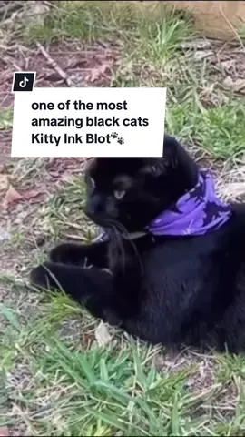 #bombaycat #ghosttabby #blackcatpersonality #blackcats #blackcatsrule 