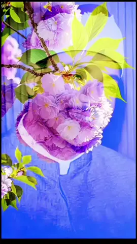 #عبدالباسط #عبدالصمد #قران_كريم_ارح_سمعك_وقلبك♡ 