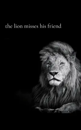 the lion cant take it anymore #fyp 
