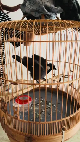 Thuần xách tay múa Ae sợ lừa đảo thì bỏ qua em nhé