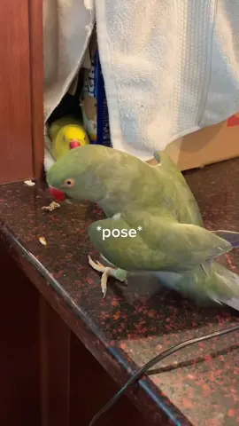 #throwback to Beaker’s first viral video! #talkingparrot #talkingbird #cuteanimals #funnyanimals 