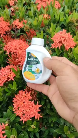 nước giặt xả BellHome nhà máy cho giá dùng thử hời lắm các chế ơi em dùng thử OK lắm nhanh tay săn về dùng thử ạ #nuocgiat #xunghuong #sanvalentin #pinchetiktokponmeenparati 