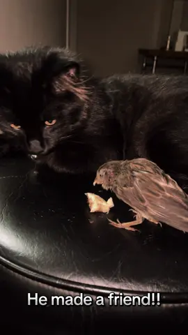 #GoroTheSparrow #cat #catsoftiktok #