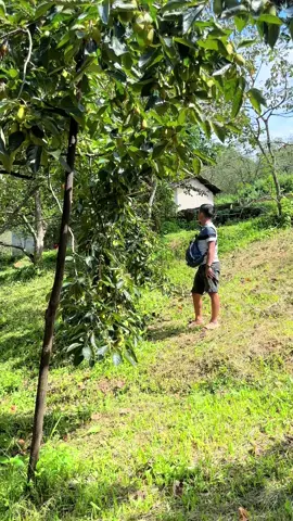 Giàu hay nghèo , sang hay hèn thì cũng phải cố gắng mỗi ngày để sau không phải tiếc nuối những ngày đã trải qua . Hồng Tết VIP hàng hịn e sẵn ạ , bác nào thích hàng quả đẳng cấp này alo e nha#375344375 #976690674 #hồngtet #xuhuong2025 #nhavuonducchieu 