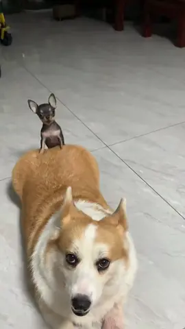 Tránh đường cho zai đẹp đi quaa 😂 #corgi #corgihanoi #corgipuppy 