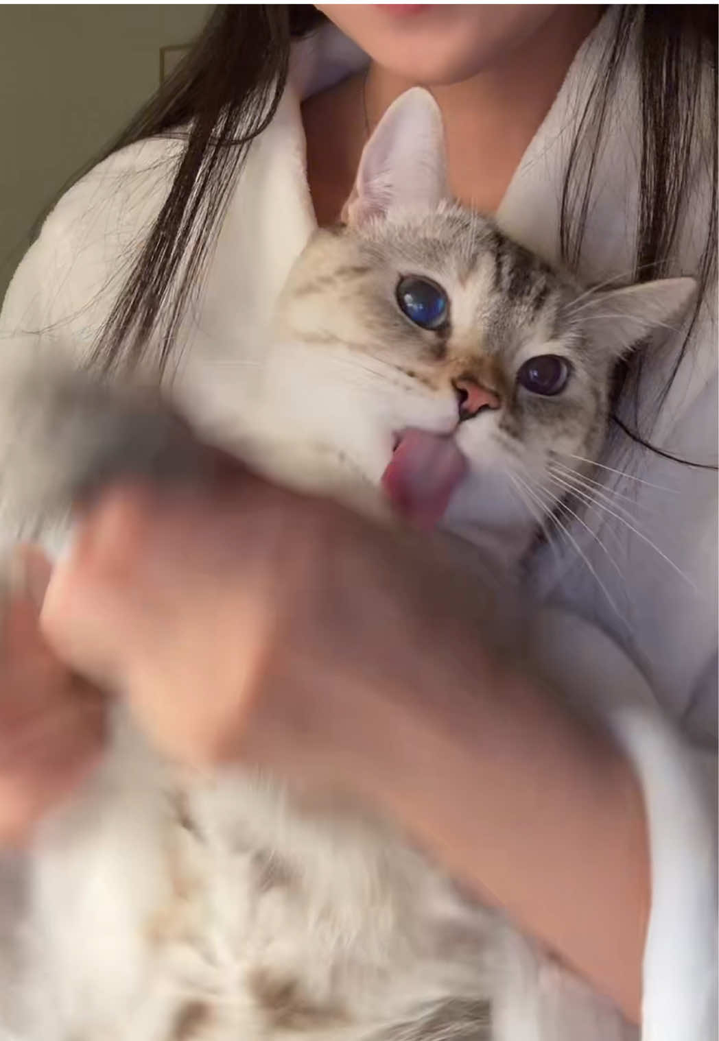 Meaow