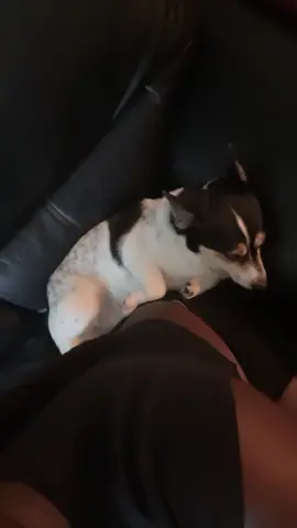 Too cute 🥹 #cutedogs #corgisoftiktok 
