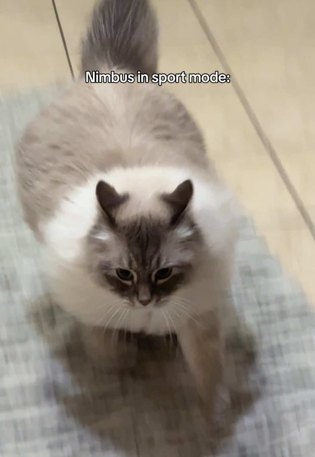 And that’s what it’s like owning a 2020 Purrari #fyp #viral #siberiancat #cat #foryou #zoomies  