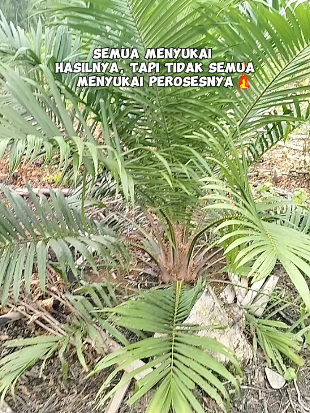 pesona PPKS yang Ambi di usia 8 bulan, yang di rawat dengan pupuk NPK 12 12 17 2 TE dan dolomit. #petanimuda  #sorotan  #semuaorang  #kelapasawit