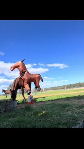 #yeudongvat76 #khaidihoc #meo 