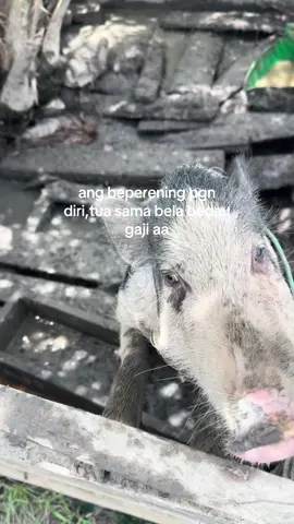 dk ko aku🫵#fyp #quotes #ibanquotes #fypage 