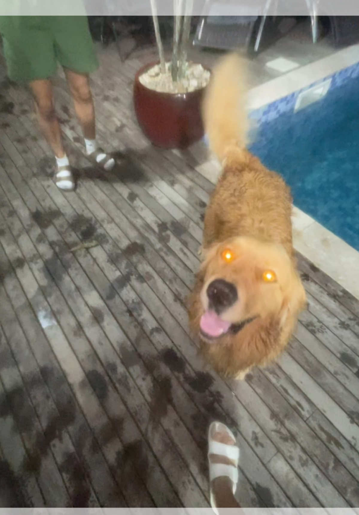 o cachorro no final KAKAKAKAKAKAK @Sofia Schaadt 💗 