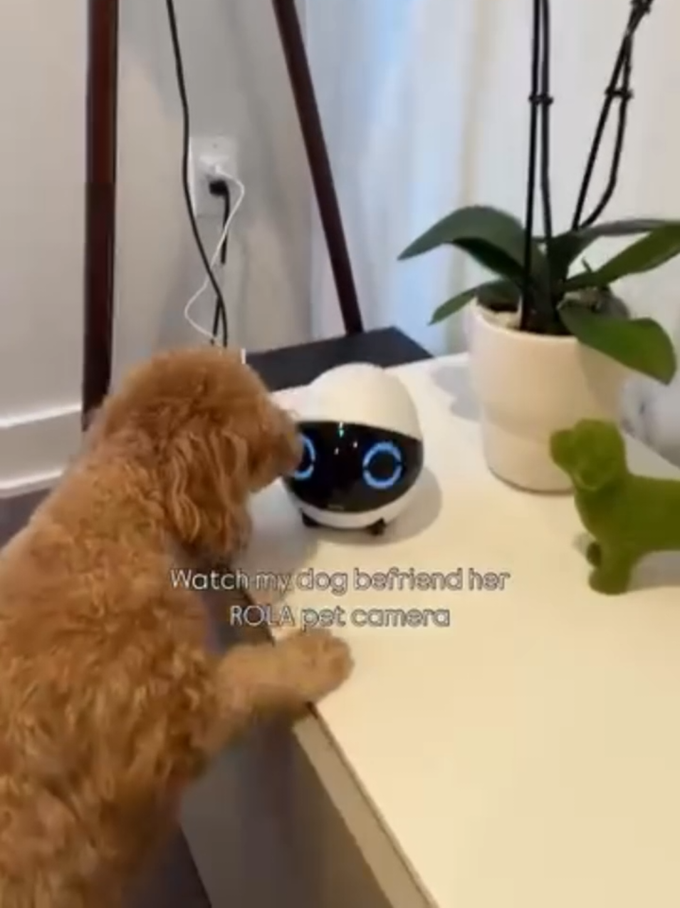 When your pup makes a new bestie… and it’s a robot! 🤖🐶😍 featuring littodooboo on Instagram  Watch this dog befriend her Rola Mini Smart Pet Camera — she even turned on night vision mode with her nose! 👃✨ With Rola Mini, you don’t just _watch_ your pet… you join their adventures:  📹 2K video day & night — every wag, every whisker in stunning detail  🎤 Talk & listen — soothe them with your voice anytime  🚨 Real-time alerts — know if they’re active, restless, or if unusual sounds are detected  📲 Daily highlights — 30-second auto recaps of their cutest moments  🔋 25-day battery life — so it’s always there when you need it It’s more than a camera — it’s your pet’s mobile companion for play, safety, and peace of mind! ❤️ Tap the yellow basket and SHOP NOW! 🛒💛 #enabot #enabotrolamini #petcamera #petcamerarobot #singaporepets 