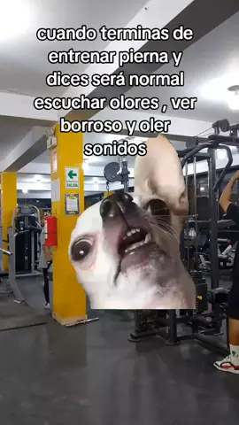 MISTER FITNESS 💛🔥 PIERNA AL  FALLO LO MAXIMO🦵🏻🙌🏼🥲  #gymbros #gymhumor #yosoy #misterfitness #Fitness 