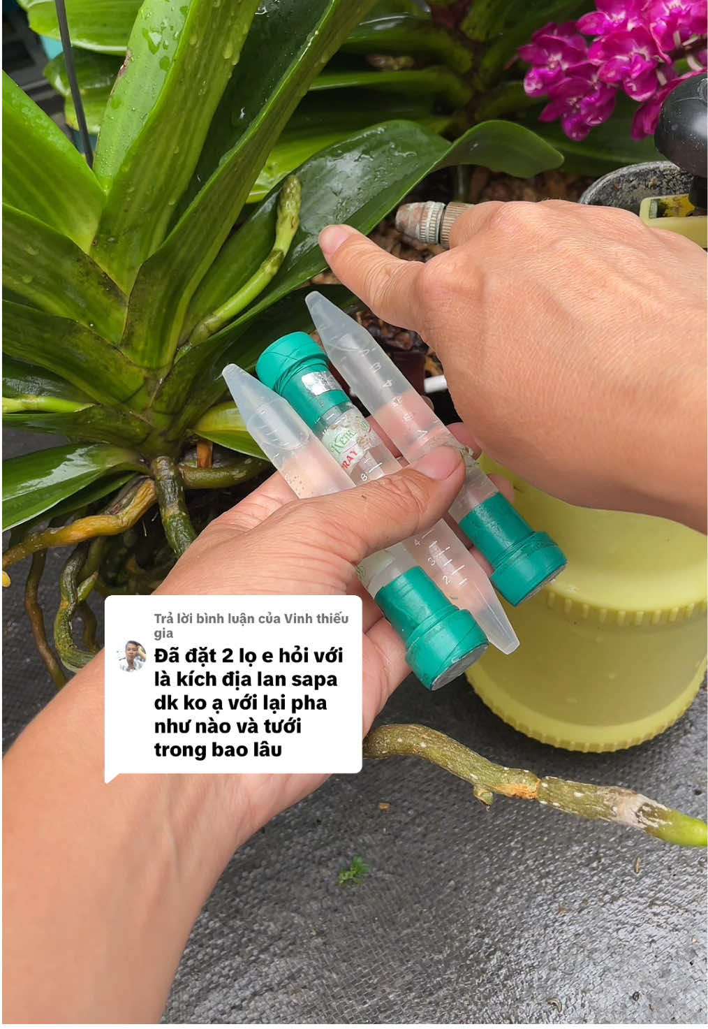 Trả lời @Vinh thiếu gia Dạ Vẫn Là Công thức 1Túp Pha 1 lít nc, 3 ngày xint 1LẦnC ,3 Lần Liên tục như vậy a nhé #hoalan #lanrung #phidiep #vuonlanandi #vattuhoalan  @Vườn Lan An Di  @Vườn Lan An Di  @Vườn Lan An Di 
